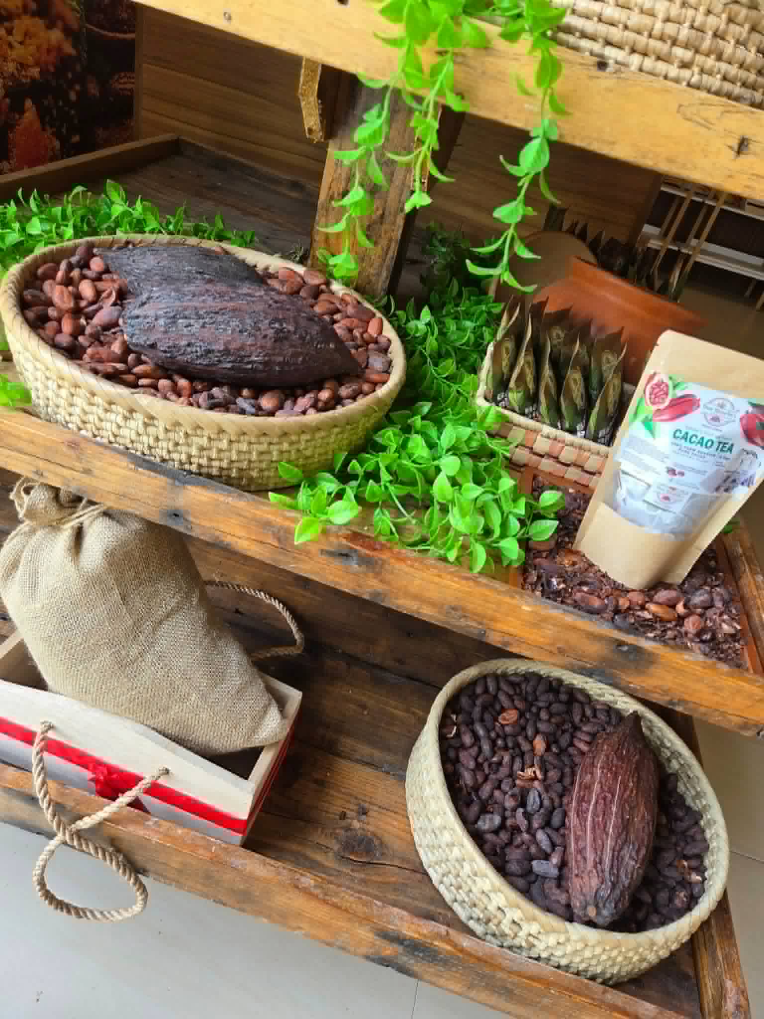 Cacao pods, beans, and cacao tea arranged in a Don Ricardo display
